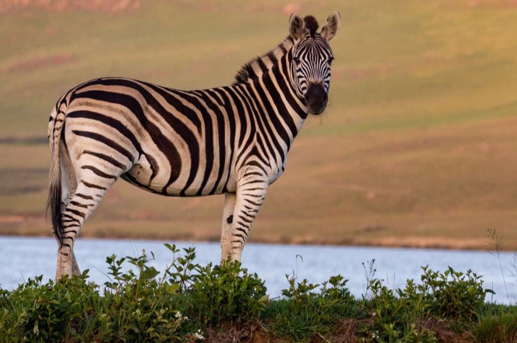 Zebra standing next to the river