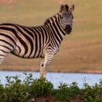 Zebra standing next to the river
