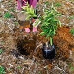 Hole in the ground with a tree to plant